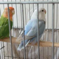 معاوضه طوطی برزیلی خوشرنگ