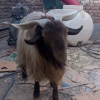 پاچن بز نر|حیوانات مزرعه|لادیز, |دیوار