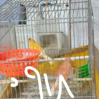 قناری ردفاکتور نروماده