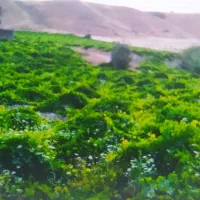 کارگر برای انگور چینی