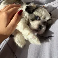 توله سوپر فلت نر|سگ|تهران, استاد معین|دیوار