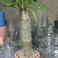 گل و گلدان سبر