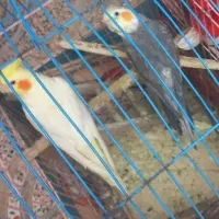 عروس هلندی باهم
