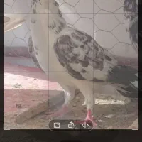 پیدا شدگان