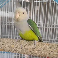 طوطی ماداگاسکار رام و دستی کوچیک ترین طوطی|پرنده|خاوران, |دیوار