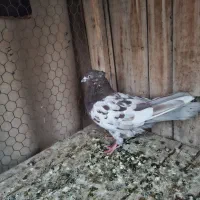 کفتر سینه ای