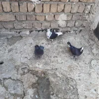۳عدد کبوتر غریب گیری ۳تاش باهم ۵۰۰هزار