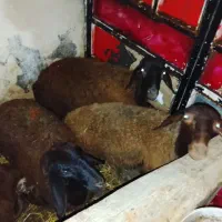 فروش سه عدد گوسفند یکی نر دو تا ماده