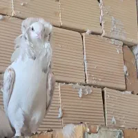 زینتی|پرنده|کاشان, دشت لتحر|دیوار