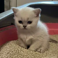 بچه گربه بریتیش اسکاتیش|گربه|کرج, گوهردشت|دیوار