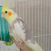 عروس هلندی نر  لوتینو دوکت