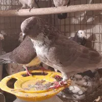 فروش ۷ یا ۸ تا کفتر|پرنده|هشتگرد, شهرک ولیعصر (مصلی)|دیوار