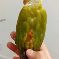 گرینچیک آناناسی اکستریم رد ، رد فکتور با تست جنسیت|پرنده|کاشمر, |دیوار