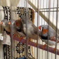 فنج کینگ|پرنده|تهران, سعیدآباد|دیوار