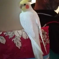 عروس هلندی نر سخنگو|پرنده|تهران, نعمتآباد|دیوار