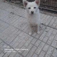سگ فروشی پاپی