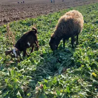 میش افشاری آبستن