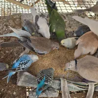 مرغ عشق و کپوت و شاتو|پرنده|سراوان, |دیوار