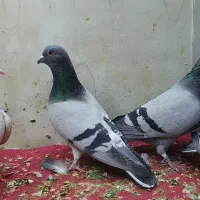 کفتر پلاکی و چادری اصل|پرنده|تهران, یاخجی آباد|دیوار