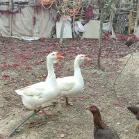 غوغاز یه ساله