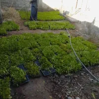 15هزارتا نشاه کاهو رسمی سیاهو