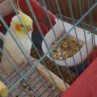 عروس هلندی ماده همراه با قفس بزرگ دارای لانه