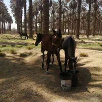 اسب و کره اسب