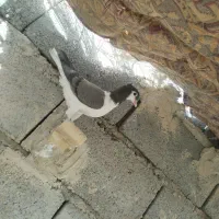 کفتر