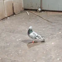 کفتر