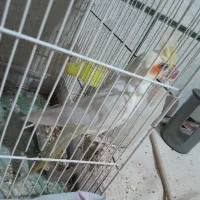 عروس هلندی ماده بالغ