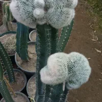 کاکتوس و گل و گیاه طبیعی|گل و گیاه طبیعی|تهران, شهید فکوری|دیوار