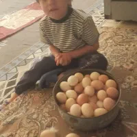 تخم مرغ نطفه دارمحلی