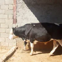 گوساله|حیوانات مزرعه|پاتاوه, |دیوار