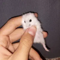 بچه همستر کمپل