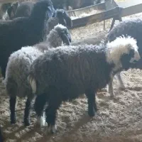 بره نر وماده|حیوانات مزرعه|بن, |دیوار