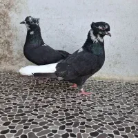 یک جفت کبوتر پرشی با رنگ خاص و یک ماده کله سبز