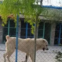 سگ الابای 2 ساله نر نگهبان