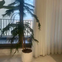 درخچه‌کاج مطبق