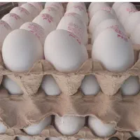 پخش تخم مرغ معصومی قیمت ب روز قیمت