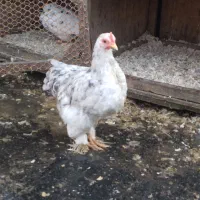 جوجه ۴ماهه کوشین