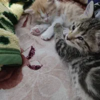 واگذاری رایگان گربه