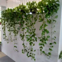 گل پتوس سرحال و منسجم