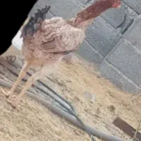 فروش مرغ لاری و فریح