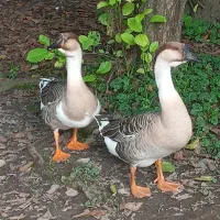 قوغاز آفریقایی