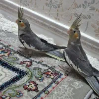 گرینچیک و ملنگو دستی یا سخنگو می خوام