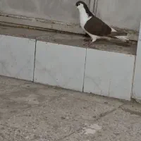 کبوتر|پرنده|نیشابور, منظر|دیوار