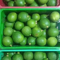 میوه آووکادو