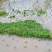 تیم‌علی‌کاظمی
