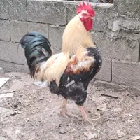 خروس بالغ و جوان