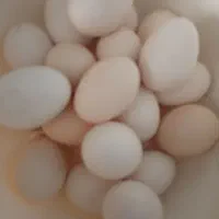 تخم مرغ تازه تازه